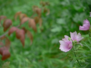 Fleurs d'automne